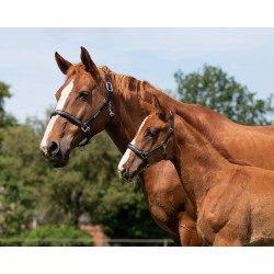 LICOL QHP LUPINE POULAIN