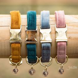 COLLIER POUR CHIEN KENTUCKY...