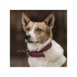 COLLIER POUR CHIEN KENTUCKY...