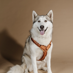 HARNAIS POUR CHIEN ACTIF...