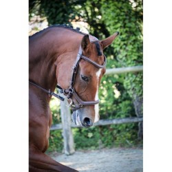 JUMPIN BRIDON ONE NEW YORK