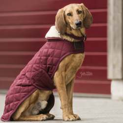 MANTEAU POUR CHIEN KENTUCKY...