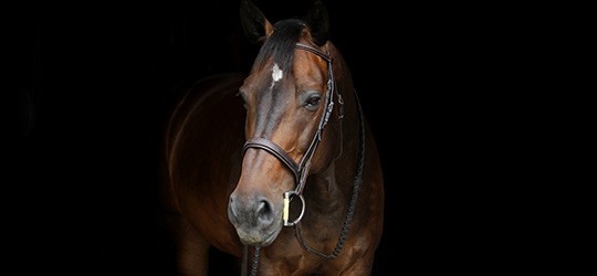 Equipement Cheval